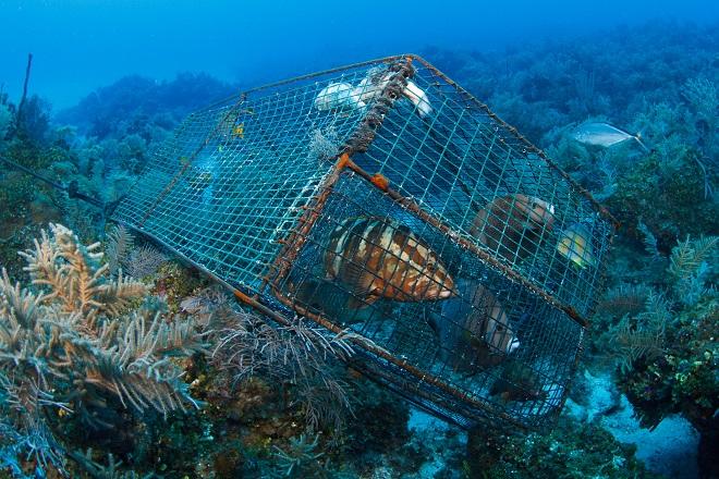 Reef killer 1 - Overfishing - Fish trap Bahamas.  © Frank Baensch, Marine Photobank